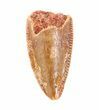 Serrated, Raptor Tooth - Morocco #59978-1